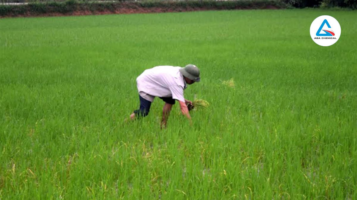 Loại bỏ các khu vực sinh sản của nhện đỏ, giữ cho môi trường canh tác sạch sẽ