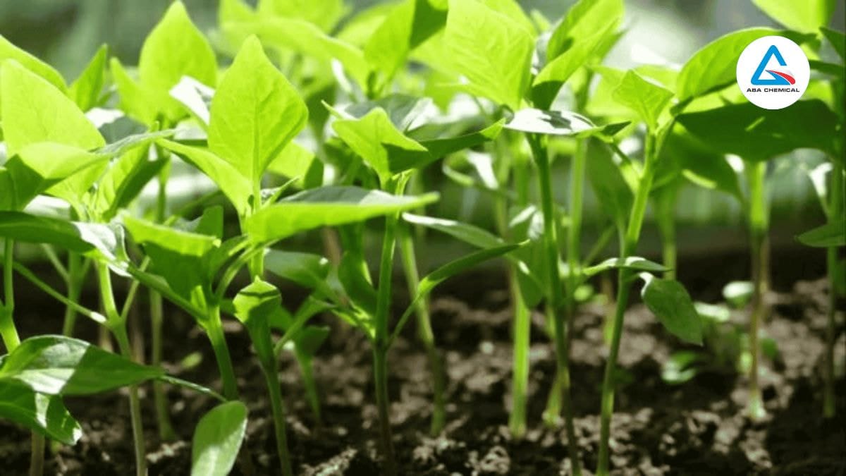 Là giải pháp giúp cây chống chịu tốt hơn với các yếu tố bất lợi như hạn hán, nắng nóng hoặc mưa kéo dài.