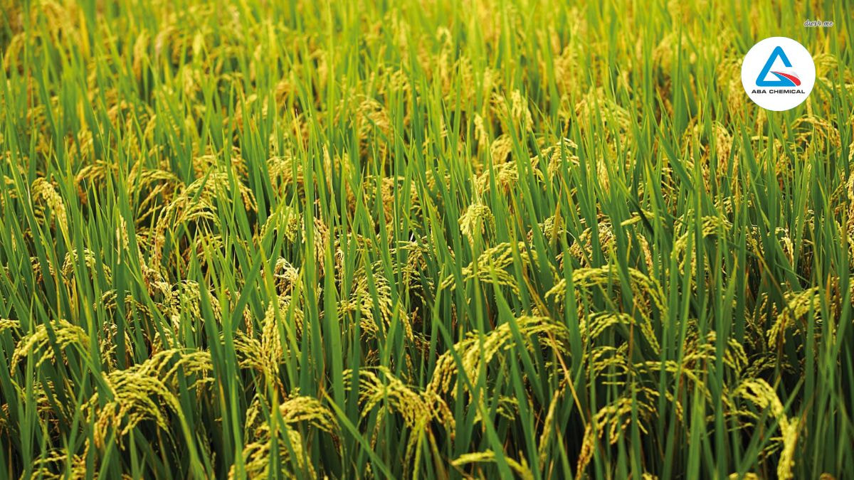 giai-doan-bon-thuc-cho-lua-abachemical Giai đoạn bón thúc cho lúa: Kỹ thuật và lựa chọn phân bón đạt năng suất cao-abachemical