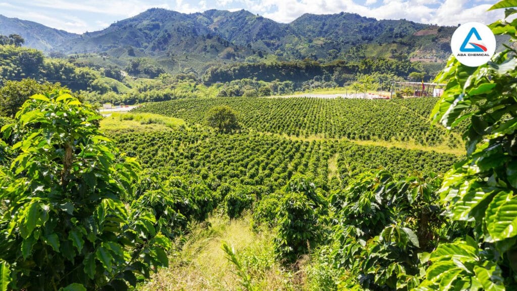KINH NGHIỆM BÓN PHÂN CHO CÂY CÀ PHÊ Ở TỪNG GIAI ĐOẠN PHÁT TRIỂN