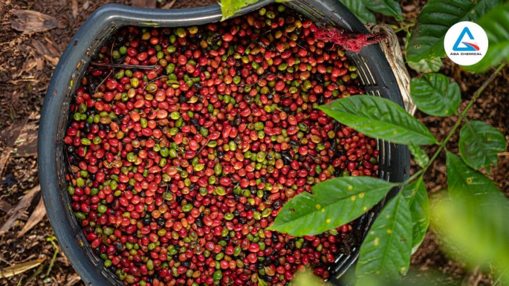 KINH NGHIỆM BÓN PHÂN CHO CÂY CÀ PHÊ Ở TỪNG GIAI ĐOẠN PHÁT TRIỂN