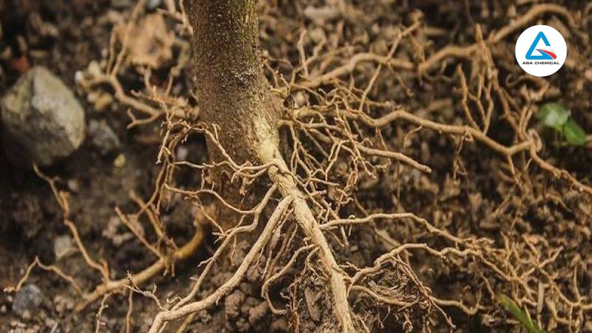 Lợi ích vượt trội của thuốc kích rễ trong nông nghiệp hữu cơ Lợi ích của thuốc kích rễ trong nông nghiệp hữu cơ