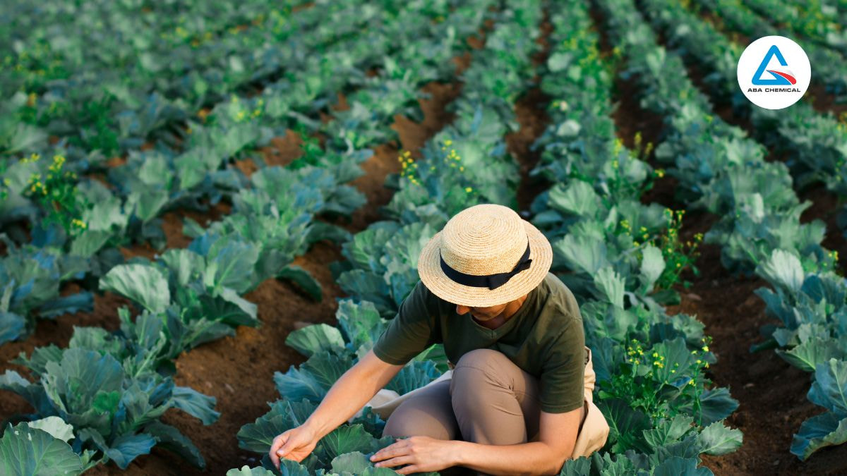 Các công dụng của organic là gì?