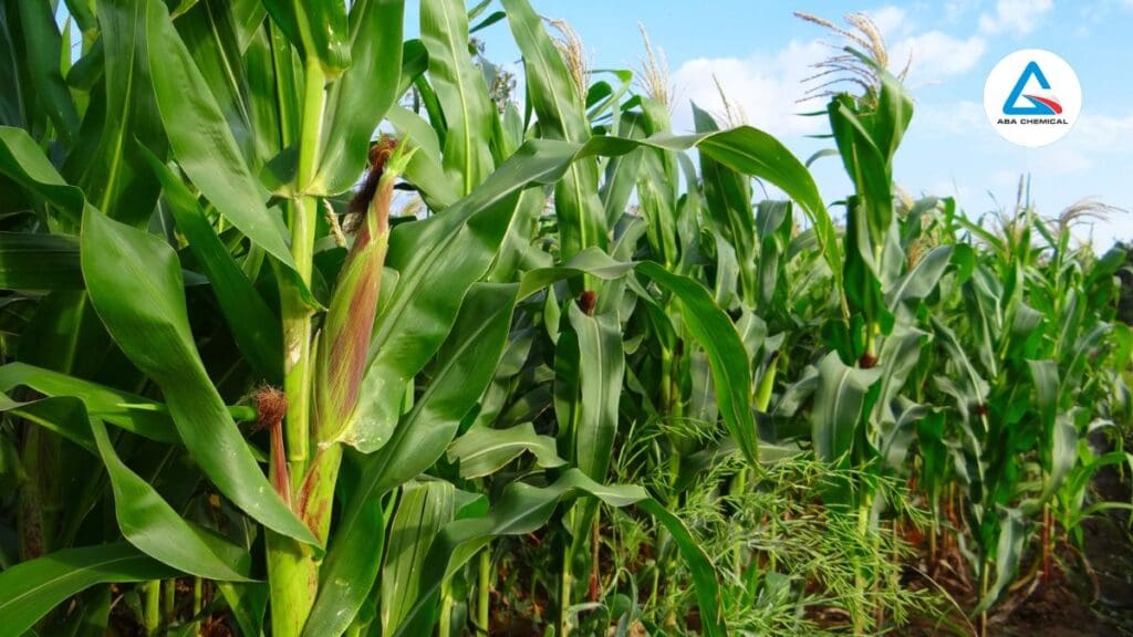 Phân bón DAP: Công dụng, cách sử dụng và những điều cần biết N2agro