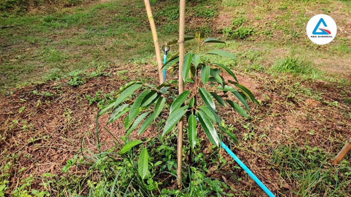 Thuốc kích rễ cho sầu riêng mới trồng: Hướng dẫn sử dụng hiệu quả và an toàn giai đoạn mới trồng Thuốc kích rễ cho sầu riêng mới trồng