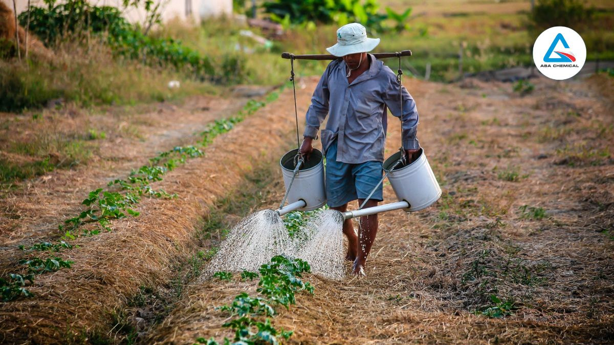 Tưới thuốc kích rễ giâm cành vào gốc, lá giúp thuốc dễ dàng thẩm thấu
