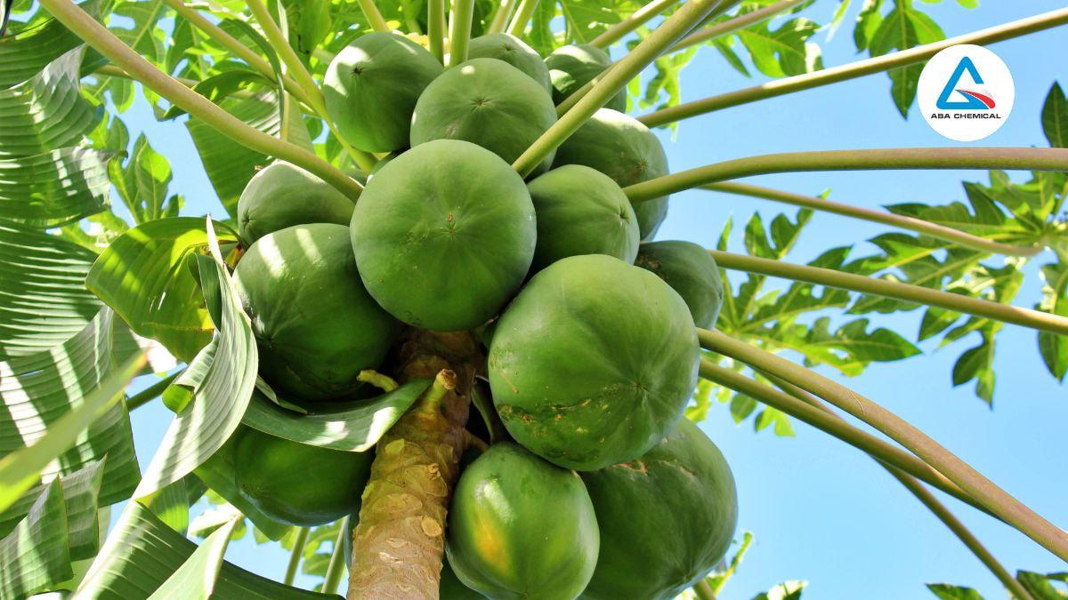 Humic còn giúp cây ra quả to, đồng đều và có chất lượng cao, cải thiện hương vị và giá trị dinh dưỡng của nông sản.