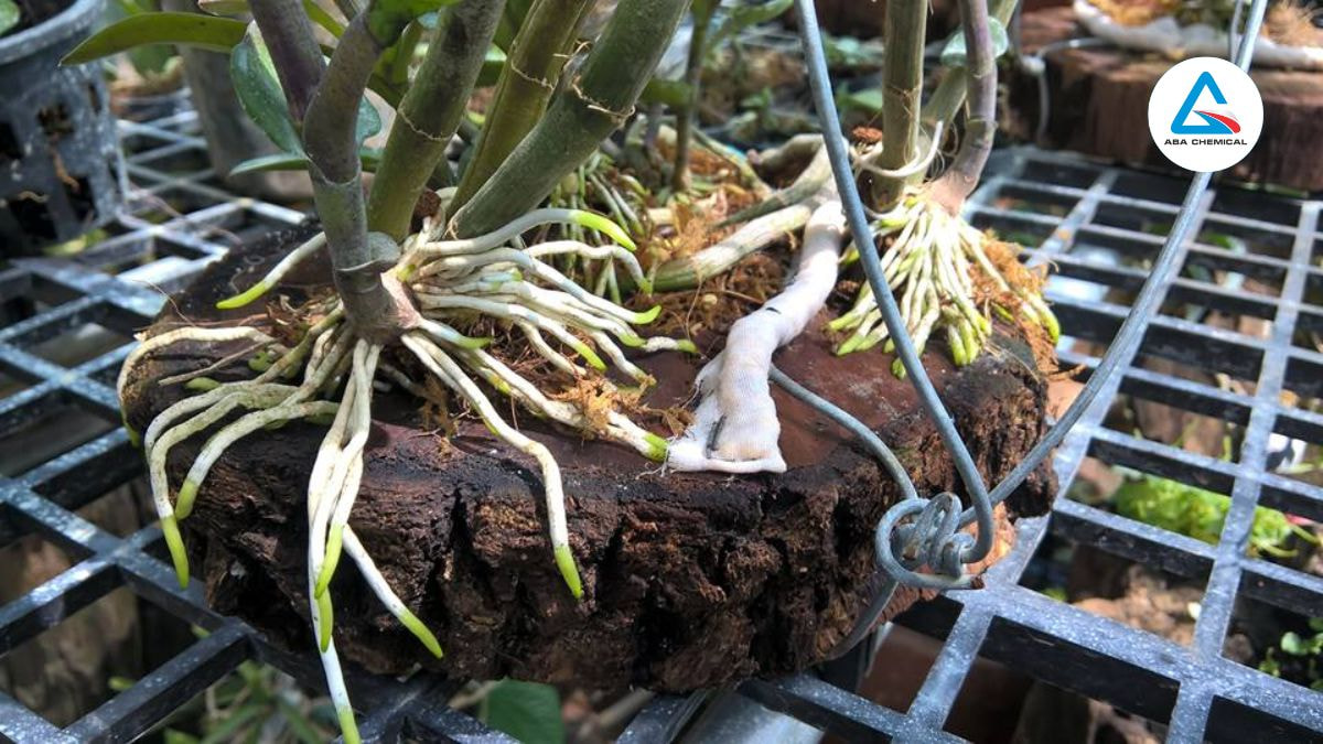 Cách sử dụng thuốc kích rễ cho cây hoa lan phun nhẹ dung dịch lên cây để cây dễ dàng hấp thụ