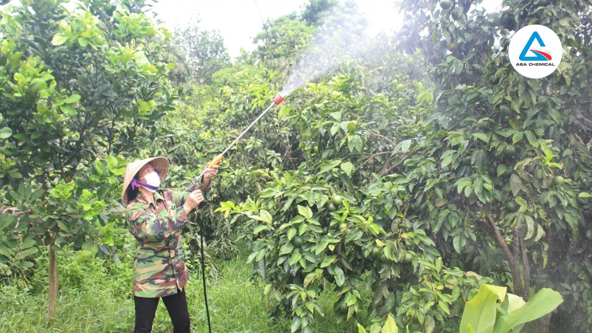 Phun thuốc trị bọ trĩ cần tập trung vào những nơi bọ trĩ gây hại nhiều