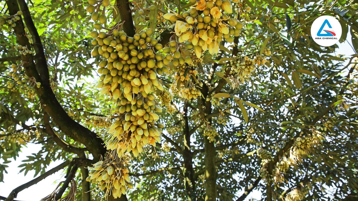 Không chỉ là phân bón, đây là bí quyết để vườn cây ra hoa đúng ý bạn