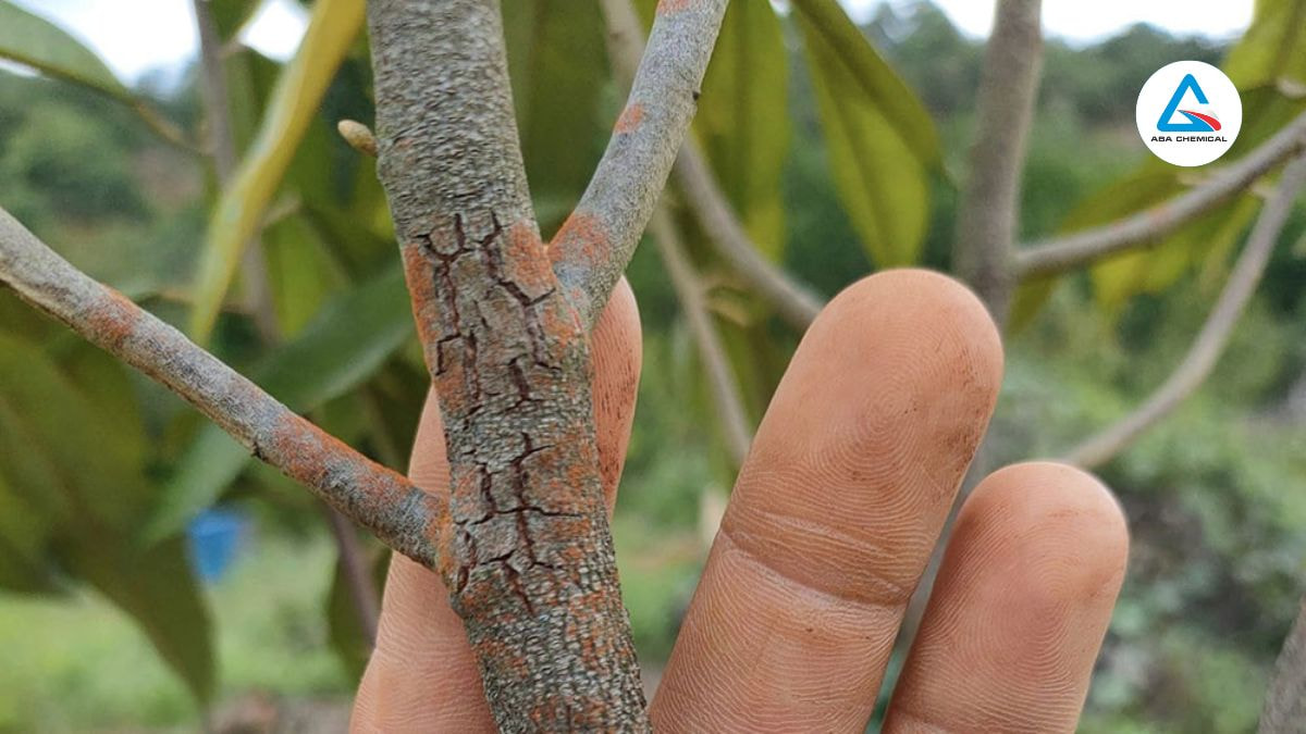 Nấm hồng là gì? Cách sử dụng thuốc đặc trị nấm hồng hiệu quả-abachemical