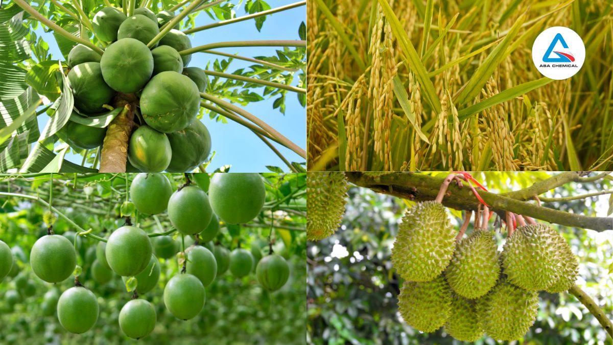 Phân bón vô cơ: Ưu điểm, Nhược điểm và Cách sử dụng hiệu quả