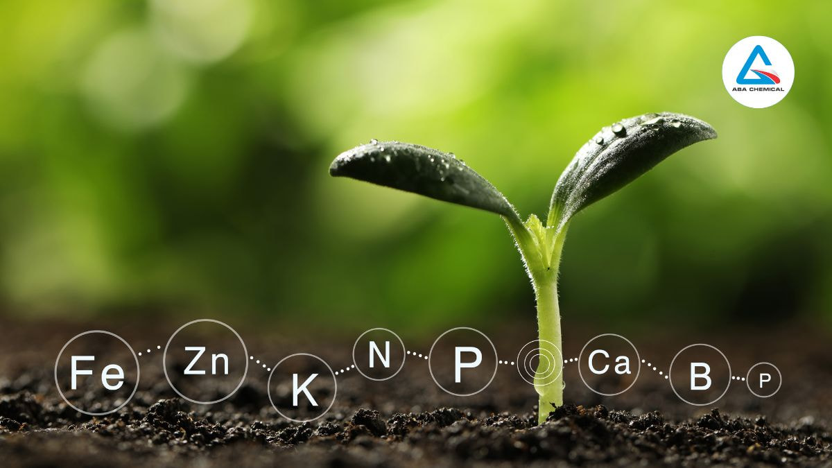 Phân hữu cơ khoáng - Sản phẩm dinh dưỡng toàn diện cho cây trồng