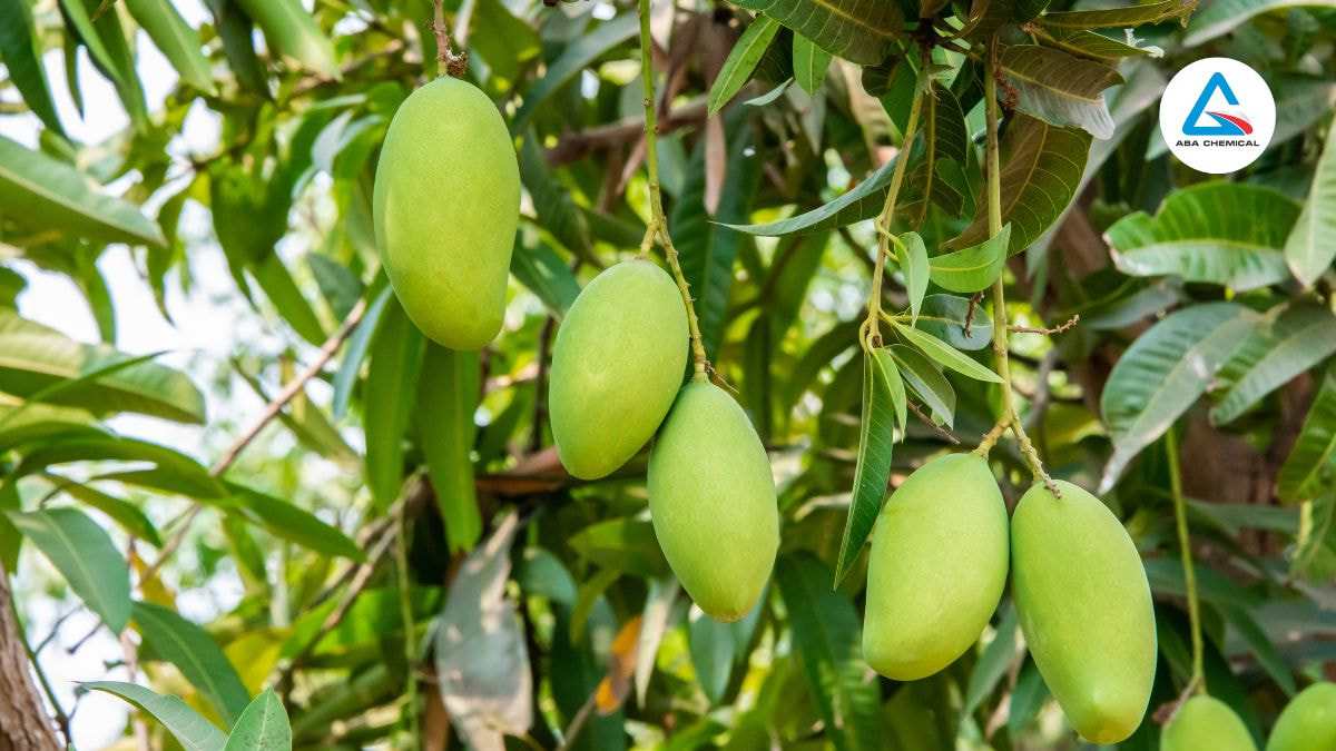 Cách sử dụng thuốc trị sâu đục thân xoài để bảo vệ cây trồng