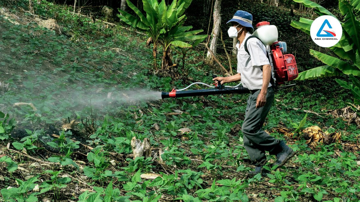 Thời điểm phun thuốc diệt cỏ sinh học hiệu quả và tốt nhất là vào sáng sớm hoặc chiều mát