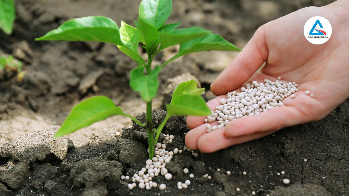 Tưới đạm cho cây non: Bước quan trọng cho sự phát triển ban đầu -abachemical