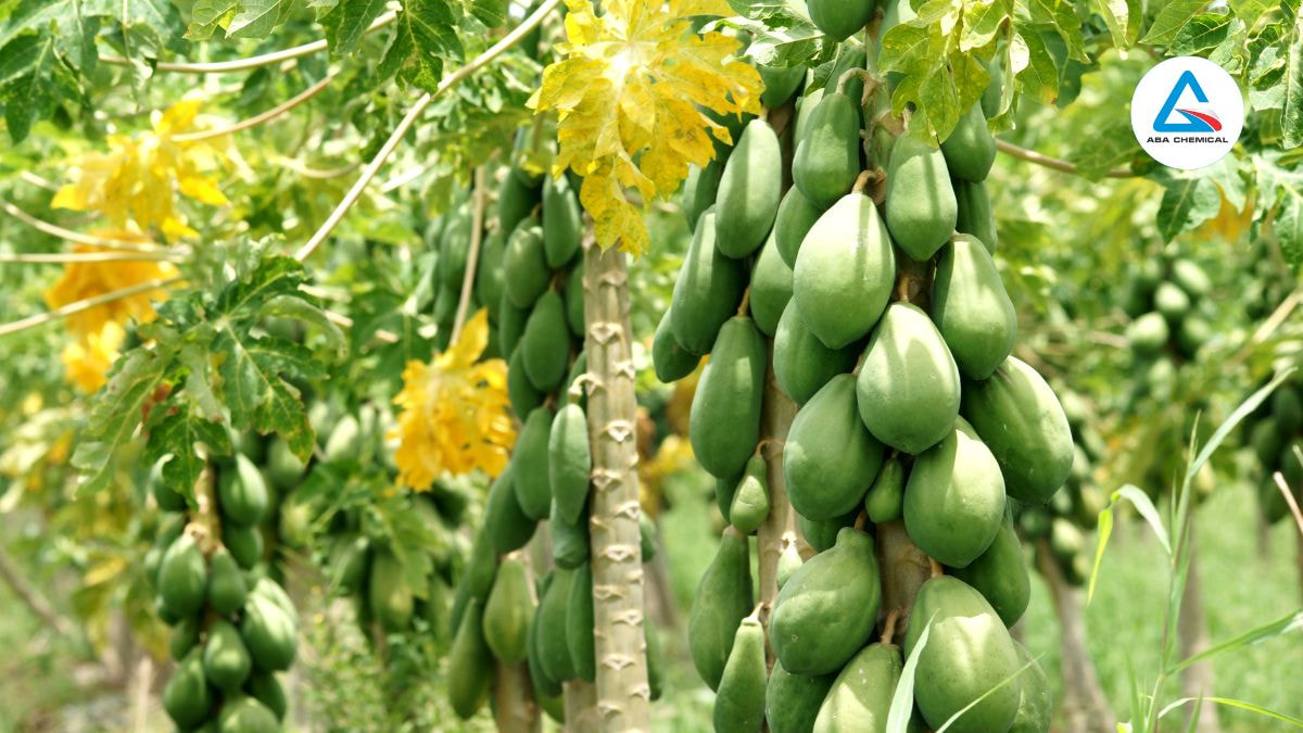 Phân bón trung lượng: Bí quyết cho mùa màng bội thu & Chất lượng nông sản Phân bón trung lượng: Bí quyết cho mùa màng bội thu & chất lượng nông sản