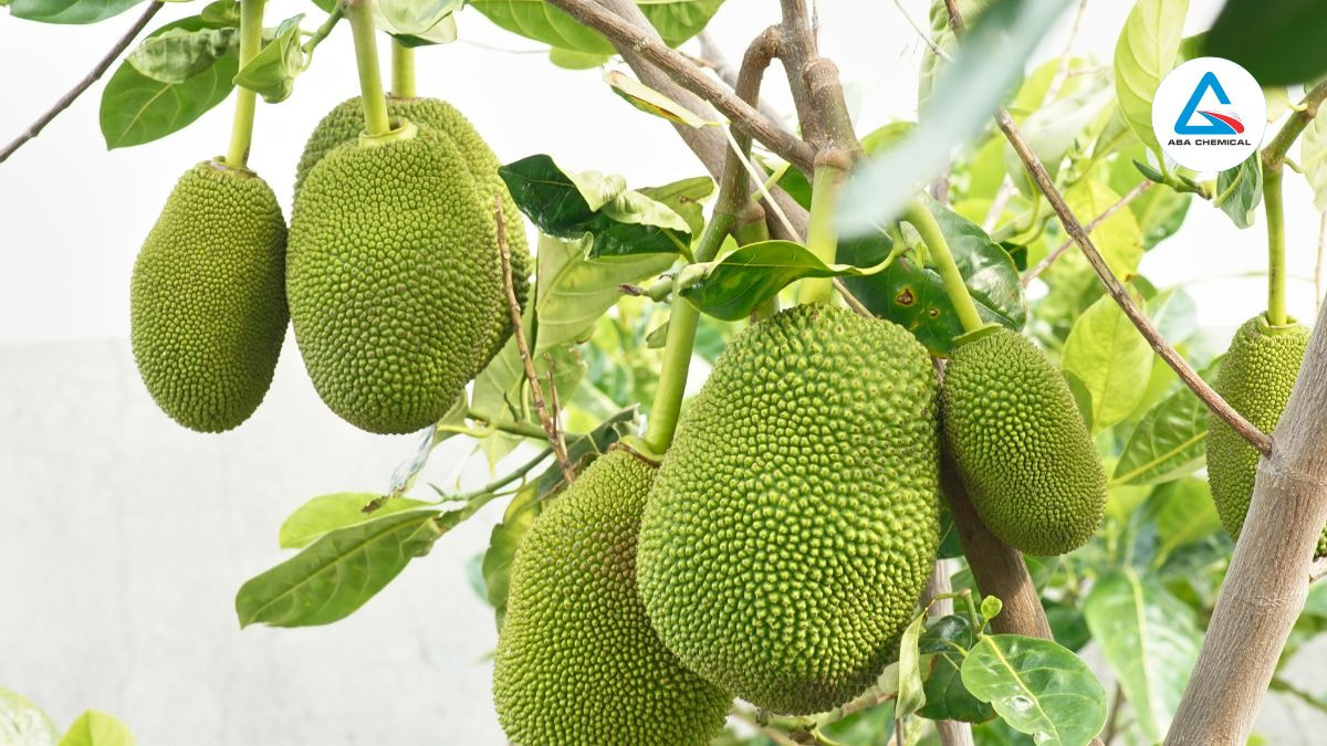 Cách bón phân NPK cho cây mít đúng cách để đạt năng suất cao
