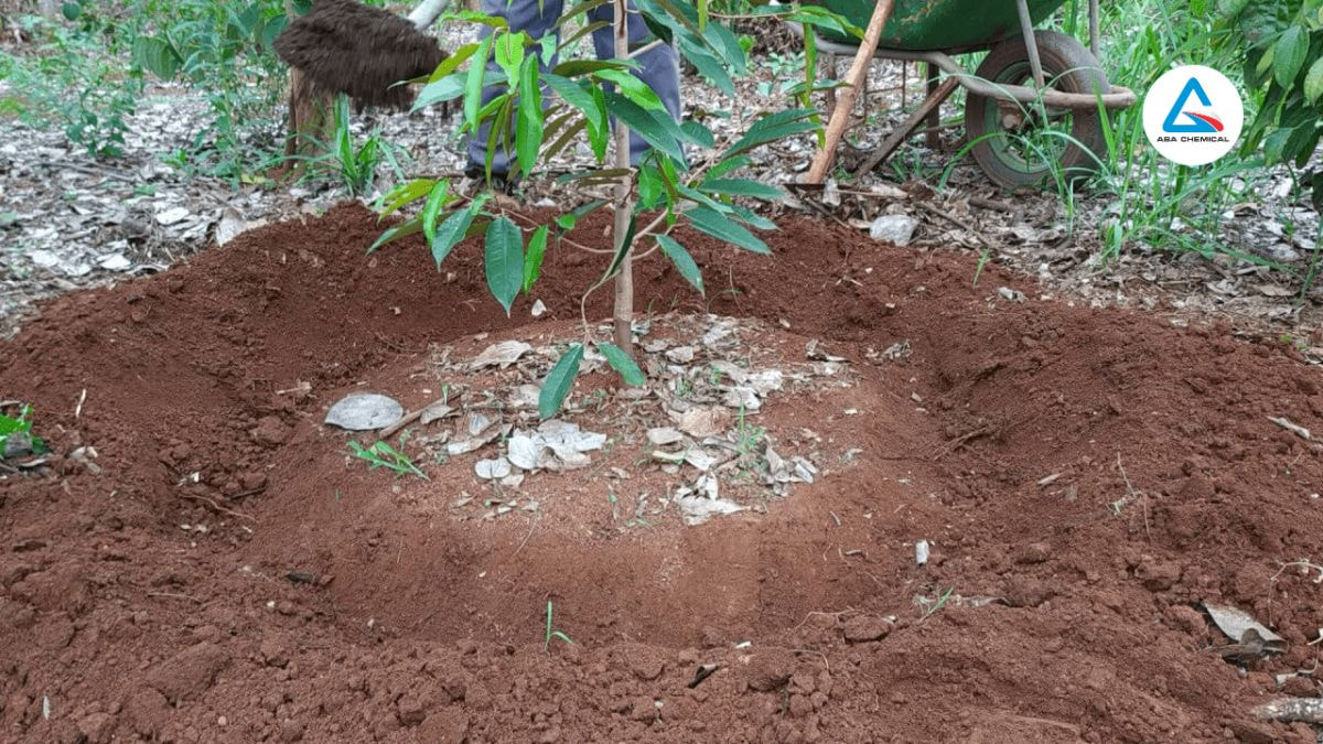  Rải đều phân lân trên hố trồng hoặc vùng đất chuẩn bị, trộn đều phân với đất để tránh thất thoát dinh dưỡng.