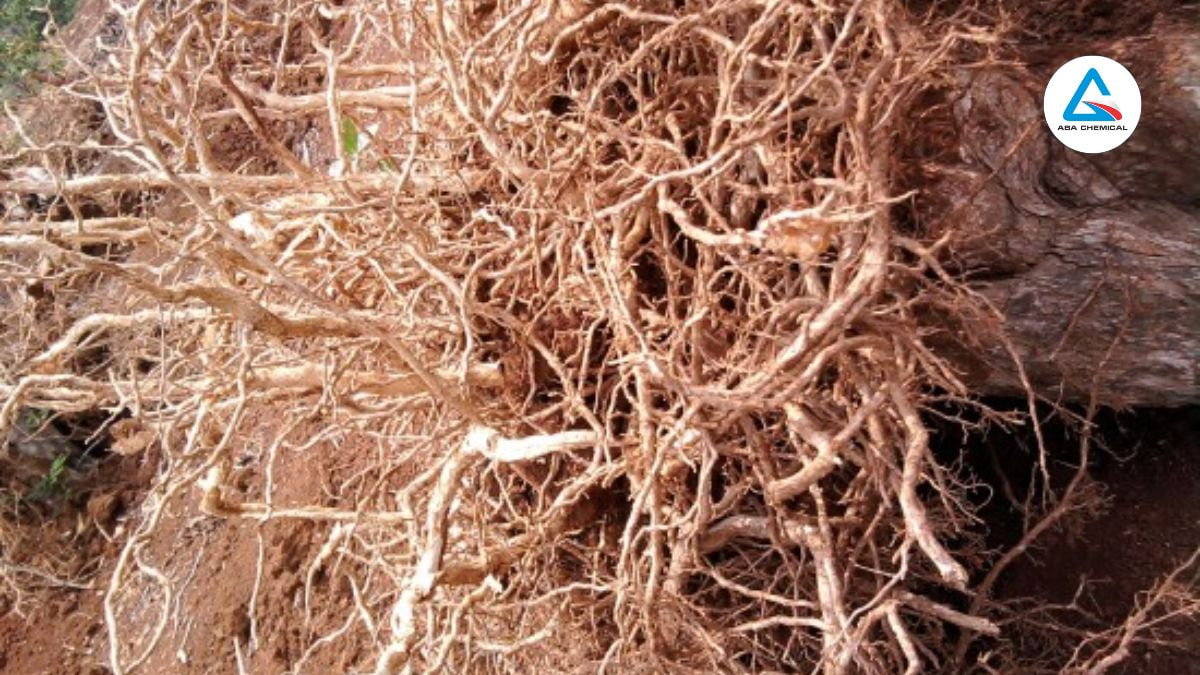 humic-kich-re-kich-thich-nay-mam-ra-re-nhanh-chong-abachemical