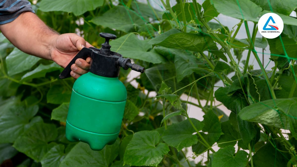Lợi ích và kỹ thuật phun Kali qua lá trong canh tác nông nghiệp 