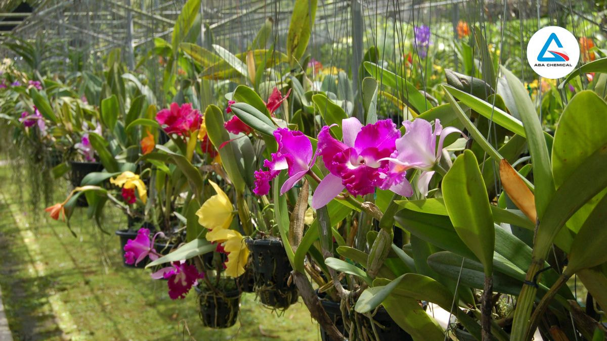 Phân bón chuyên dùng cho hoa lan: Bí quyết cho lan nở hoa đẹp