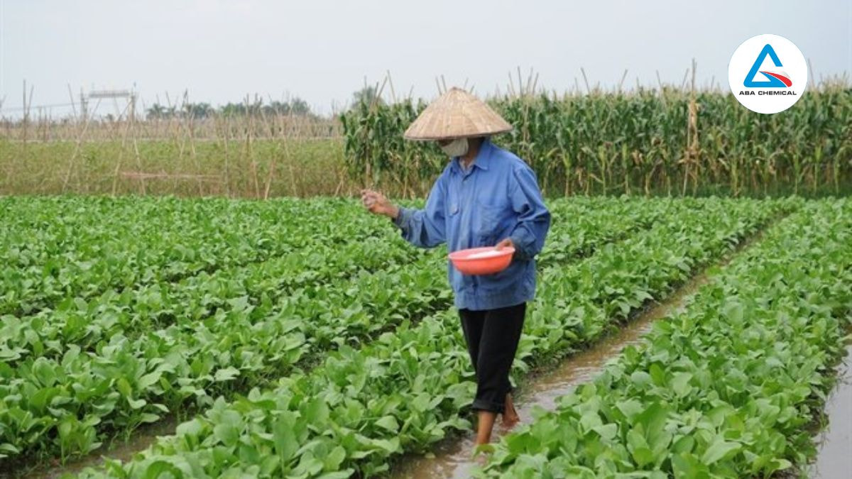 Áp dụng cho rau màu hoặc cây trồng luống, giúp phân bố đồng đều và tiết kiệm phân bón