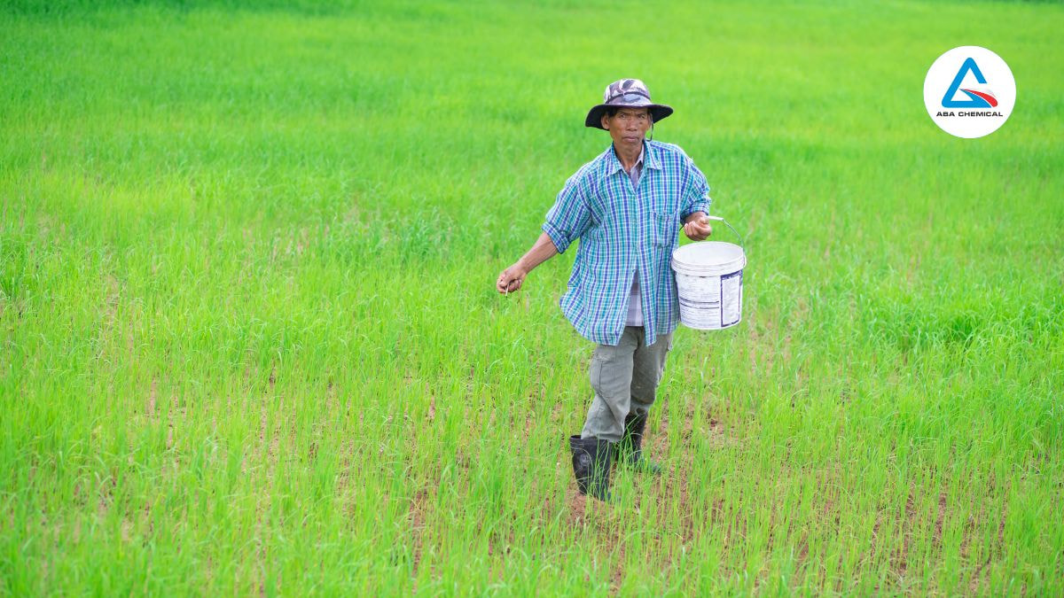 Thời điểm bón đón đòng: Bước quan trọng quyết định năng suất lúa