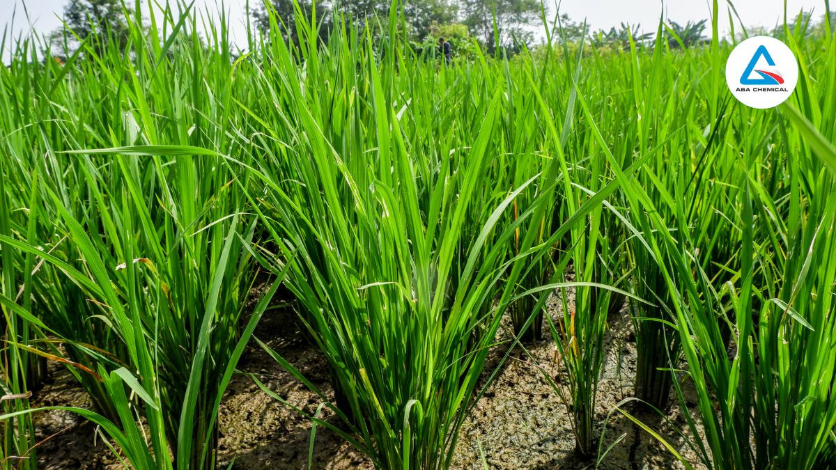 Thời điểm bón đón đòng: Bước quan trọng quyết định năng suất lúa
