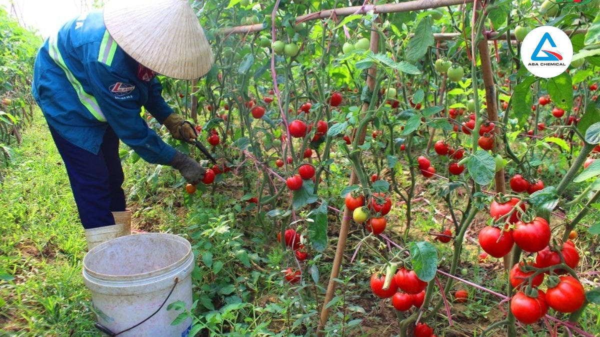 Thăm vườn thường xuyên, đặc biệt trong mùa mưa, để phát hiện sớm đốm nhỏ mờ trên lá hoặc quả.