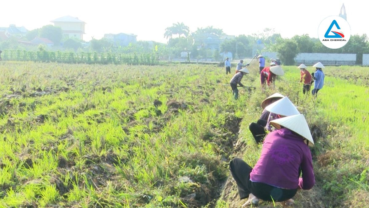 Loại bỏ tàn dư cây trồng, cỏ dại và mầm bệnh từ vụ trước để đảm bảo môi trường sạch cho cây mới. 
