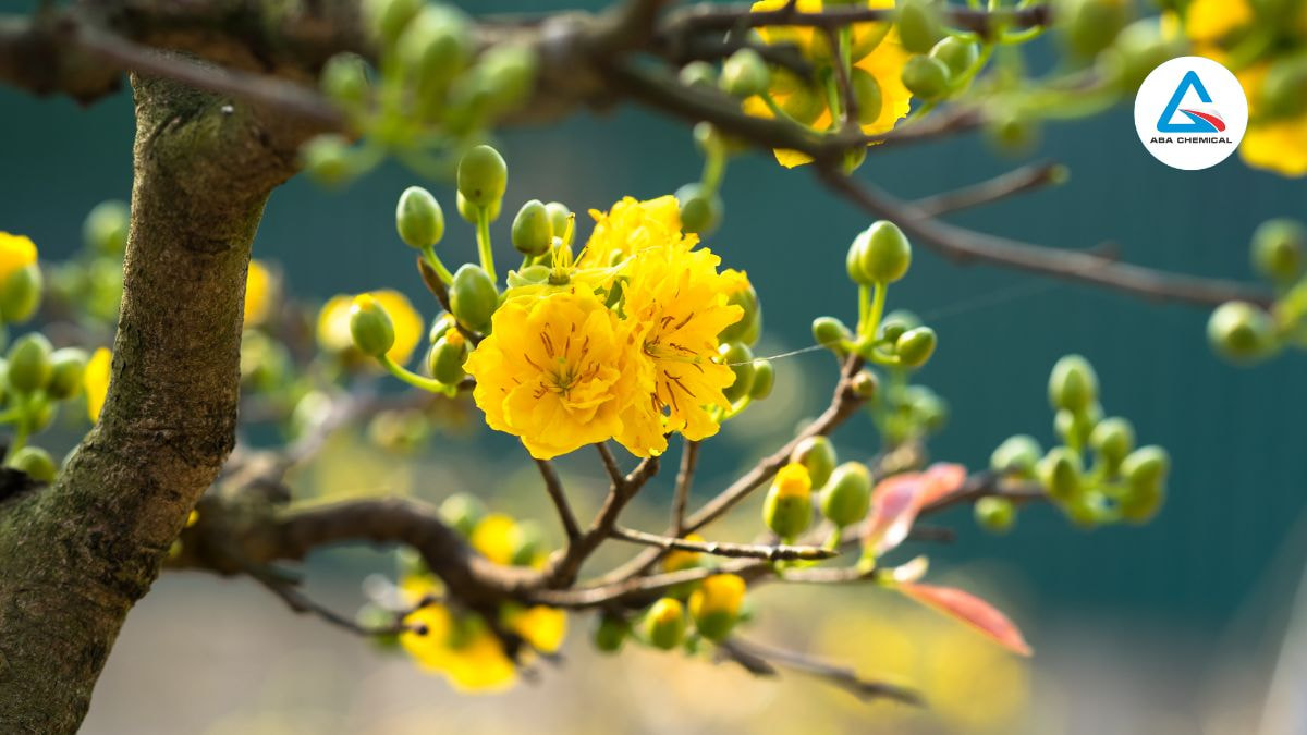 Bón phân cho mai vàng sau Tết - Bí quyết giúp cây khỏe mạnh, Ra hoa đẹp năm sau
