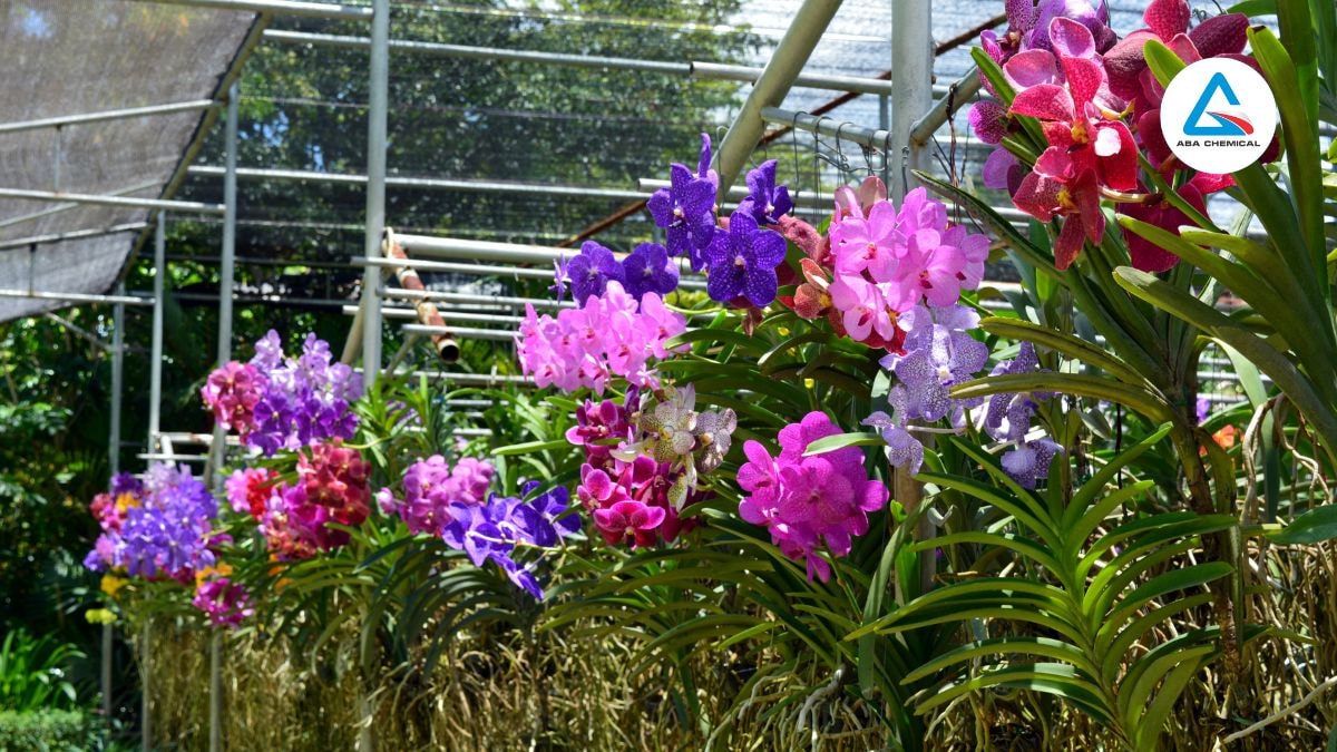 Bón phân tan chậm cho lan - Bí quyết giúp cây khỏe mạnh, Ra hoa đẹp, Tiết kiệm công sức