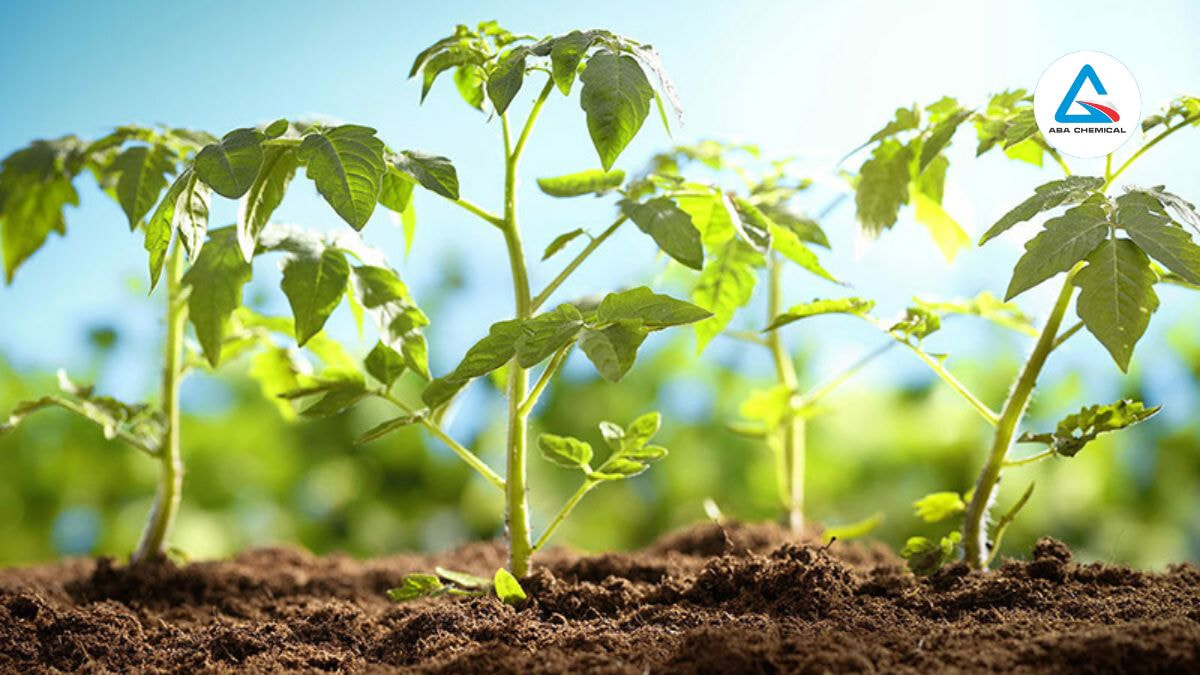 Đảm bảo ánh sáng, nước và dinh dưỡng đầy đủ để CO2 phát huy tối đa hiệu quả.