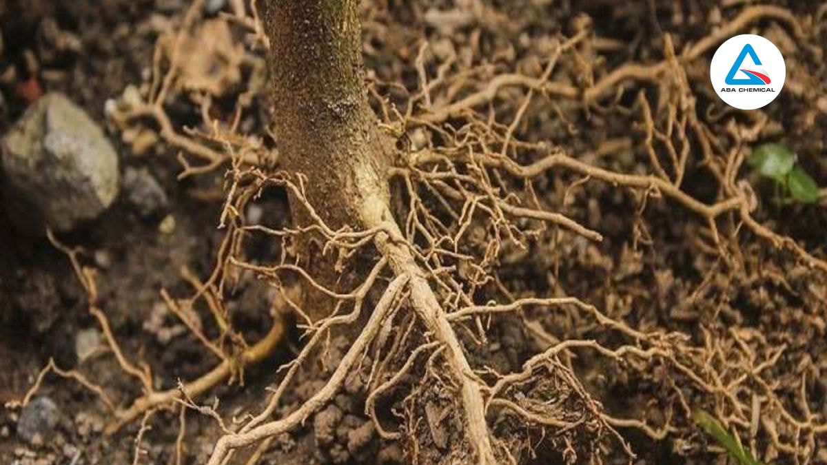 Đạm nitrat điều hòa và thúc đẩy sự phát triển của cây trồng