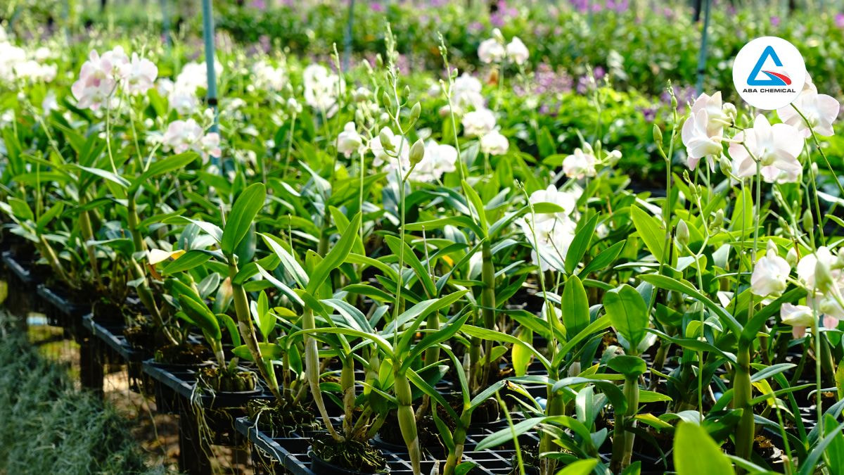 Kích rễ cho lan mới trồng - Bí quyết giúp cây khỏe mạnh, Phát triển nhanh 