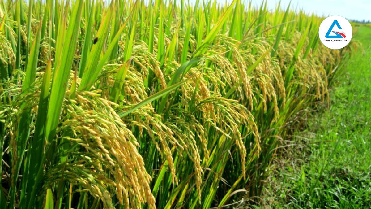 Thuốc đặc trị bảo vệ lá, giúp cây lúa duy trì quá trình quang hợp hiệu quả, cung cấp năng lượng