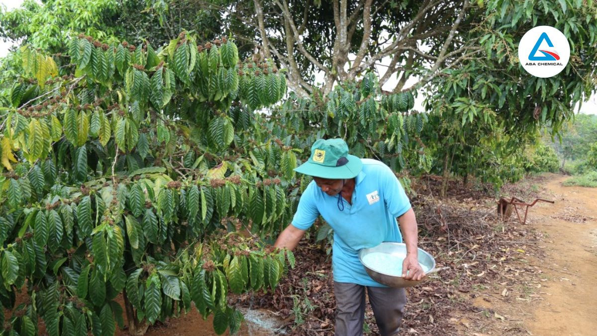 Thuốc kích rễ cho cây cà phê - Bí quyết giúp cây phát triển rễ khoẻ, Tăng năng suất và chất lượng Thuốc kích rễ cho cây cà phê - Bí quyết giúp cây phát triển rễ khoẻ, Tăng năng suất và chất lượng