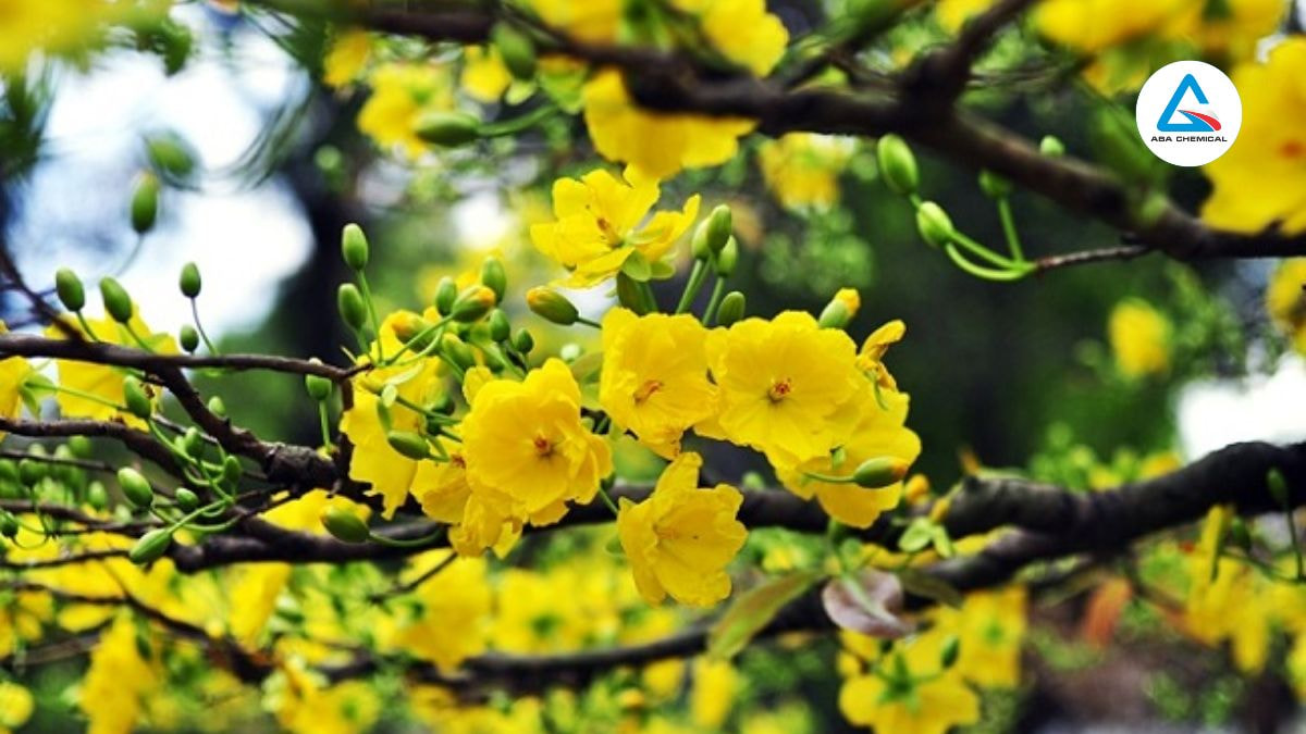 thuoc-tru-sau-cho-mai-vang-abachemical