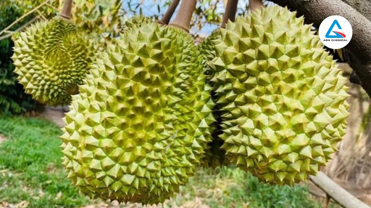 Tăng khả năng thụ phấn và cải thiện chất lượng trái