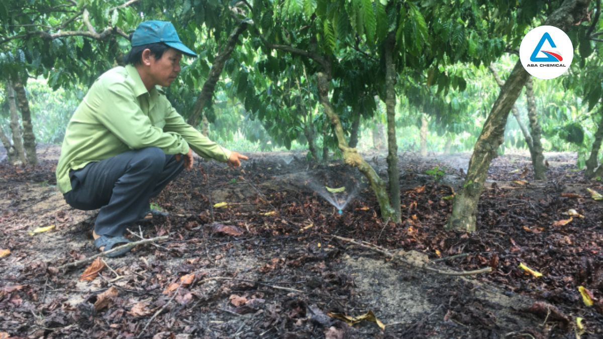 Tưới gốc là cách sử dụng phổ biến giúp cung cấp trực tiếp vào đất, cải thiện cấu trúc đất và hỗ trợ bộ rễ cây trồng hấp thụ 