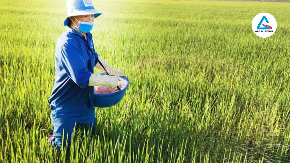 Bón phân kali vào giai đoạn ra hoa, đậu quả hoặc trước khi thu hoạch để tăng chất lượng nông sản